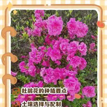 杜鹃花的种植方法