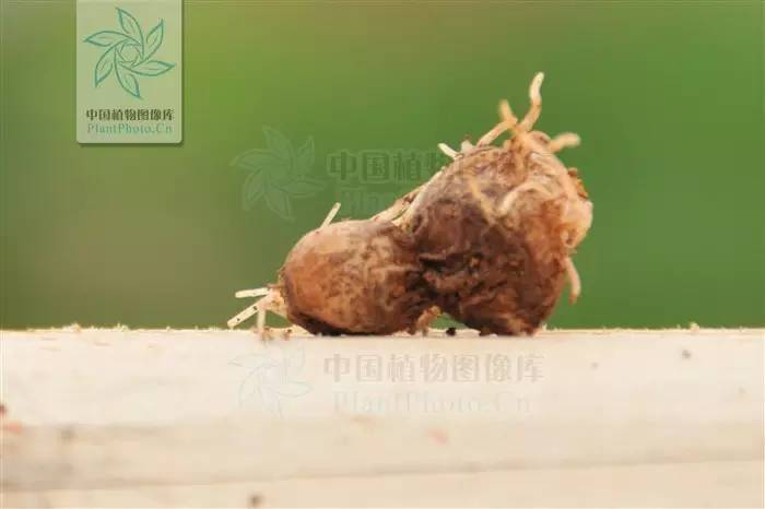 半夏种植技术实施方案