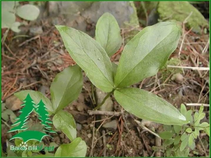 半夏种植技术实施方案