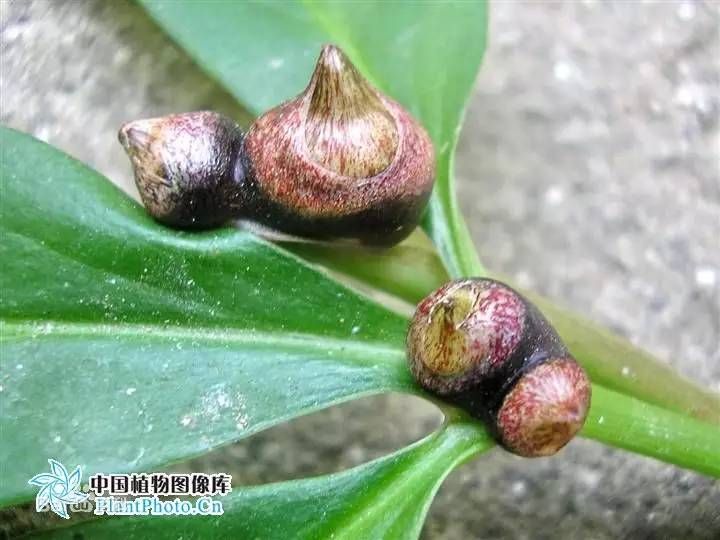 半夏种植技术实施方案