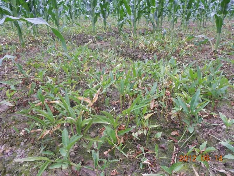 半夏种植技术实施方案