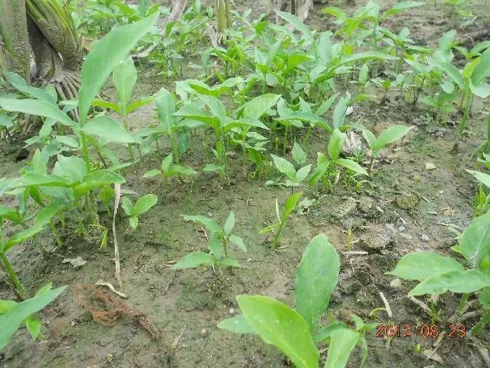 半夏种植技术实施方案