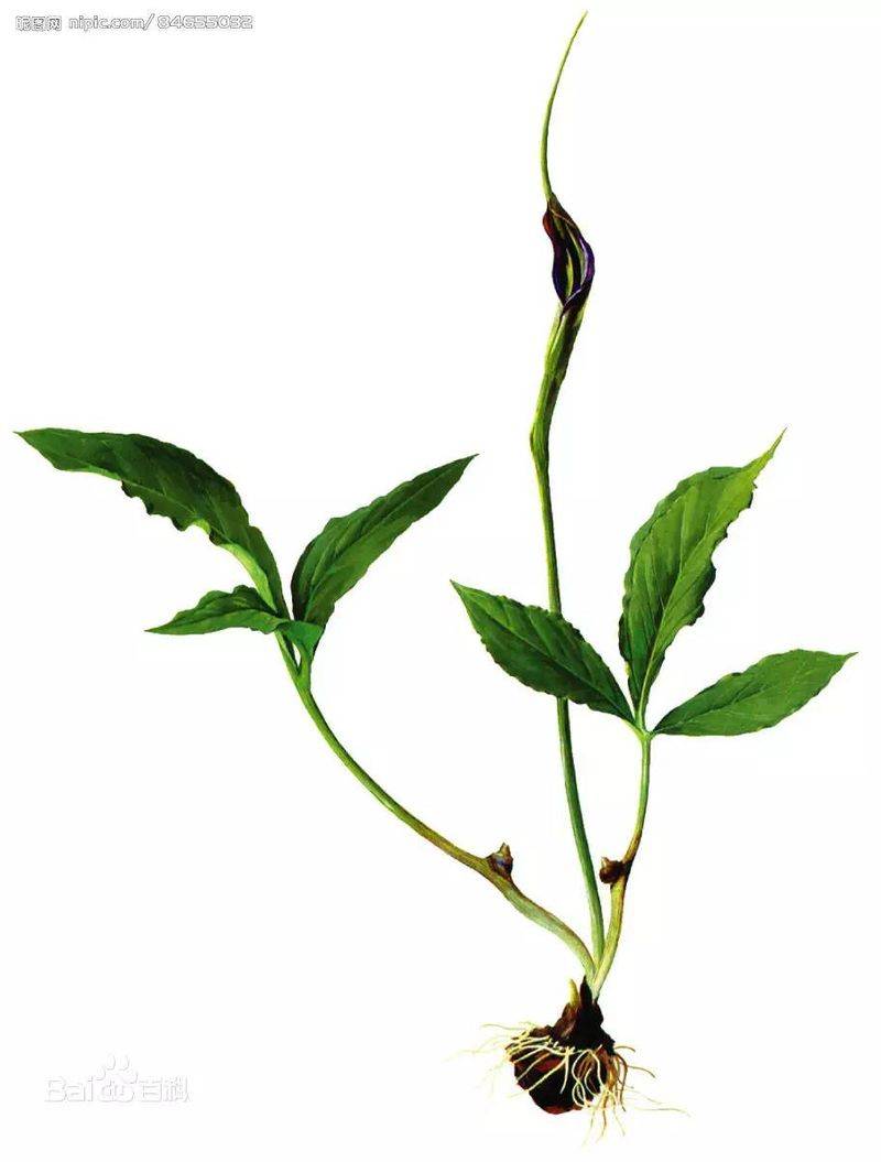 半夏种植技术实施方案