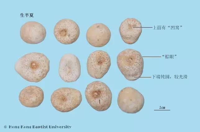半夏种植技术实施方案