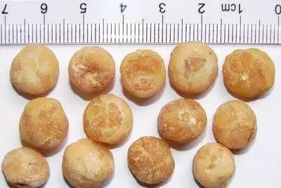 半夏种植技术实施方案