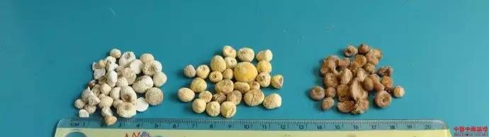 半夏种植技术实施方案