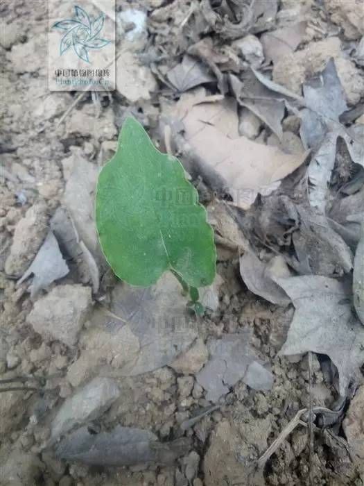 半夏种植技术实施方案