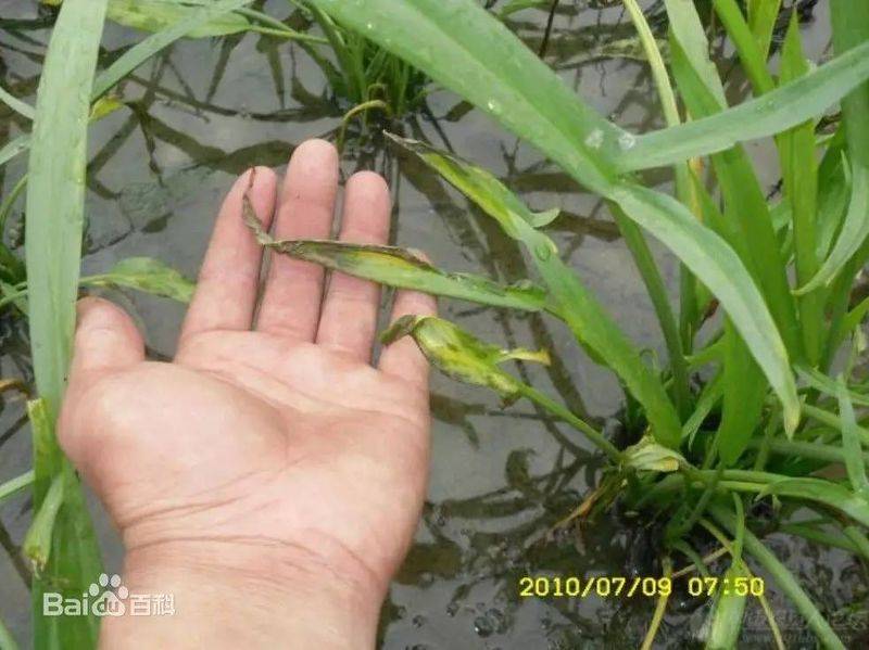 半夏种植技术实施方案