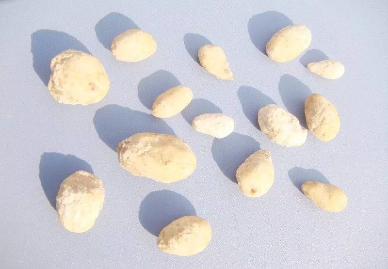 半夏种植技术实施方案