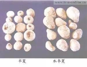 半夏种植技术实施方案