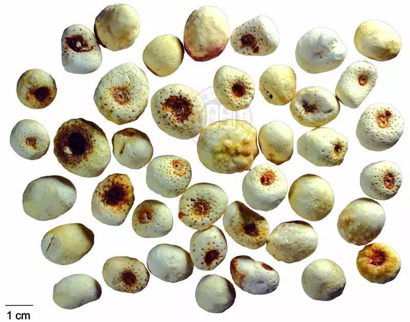半夏种植技术实施方案