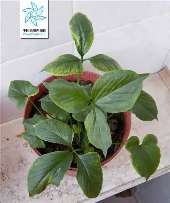 半夏种植技术实施方案