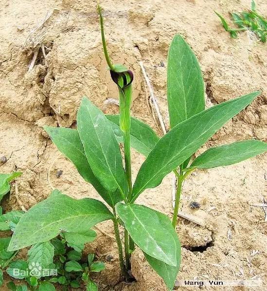 半夏种植技术实施方案