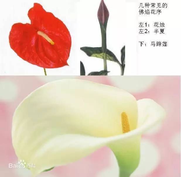半夏种植技术实施方案