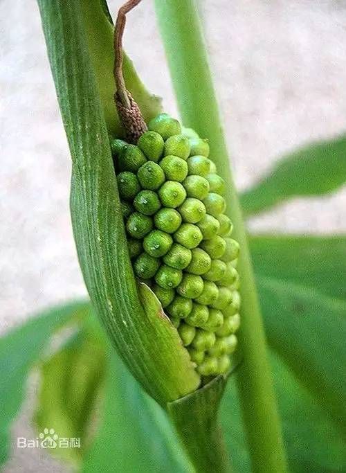 半夏种植技术实施方案