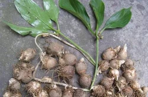 半夏种植技术实施方案