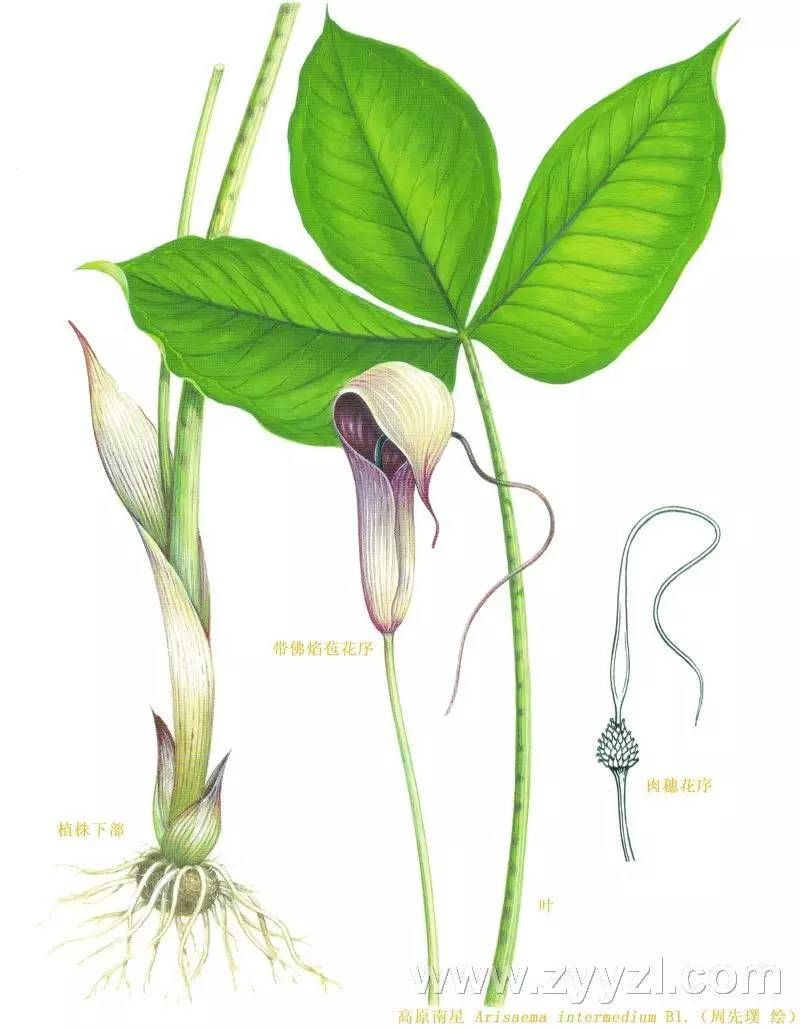 半夏种植技术实施方案