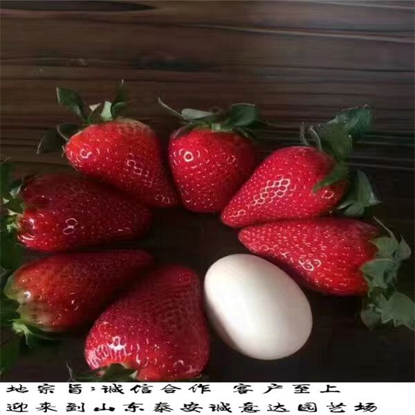 牛奶草莓种植技术