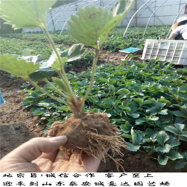 牛奶草莓种植技术
