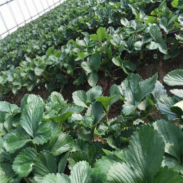 牛奶草莓种植技术