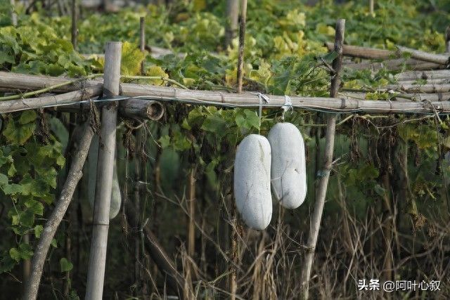 节瓜的种植方法