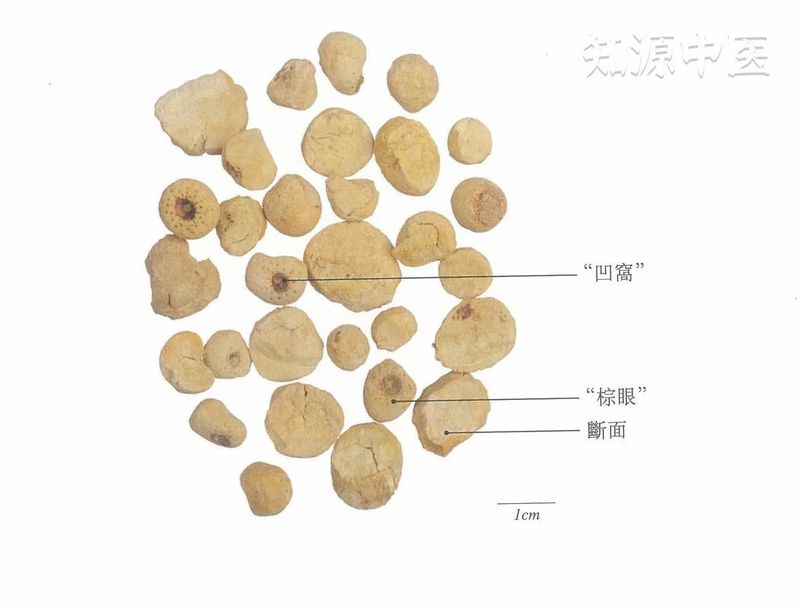 半夏种植技术实施方案