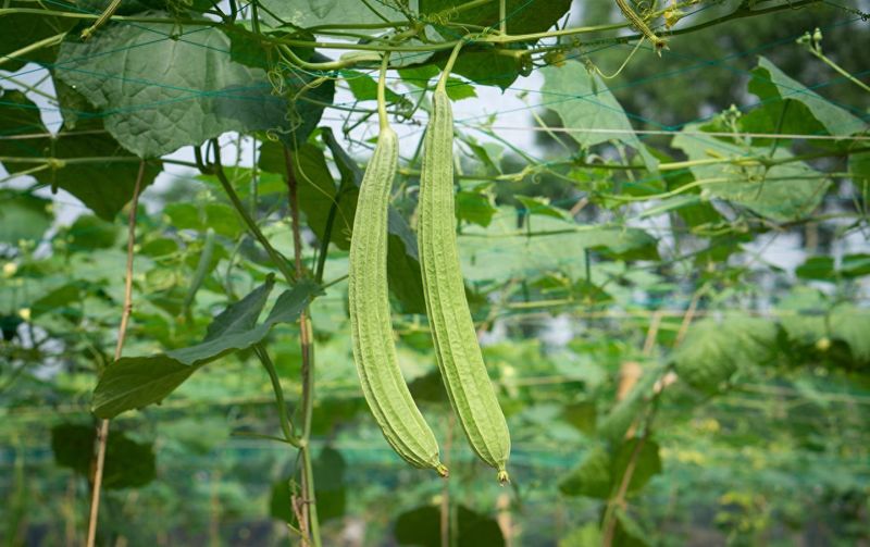 节瓜的种植方法