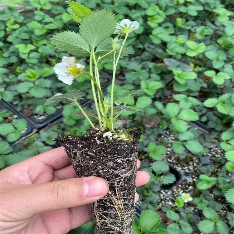 牛奶草莓种植技术