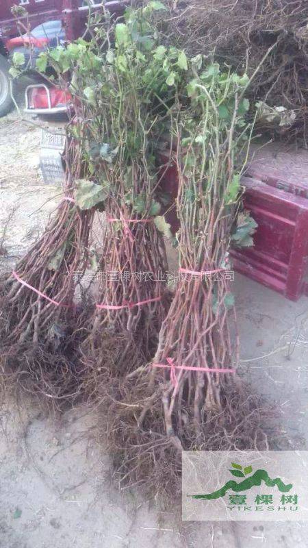 The method of planting the grape no. 1