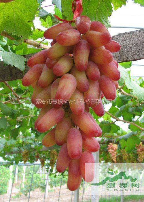 The method of planting the grape no. 1