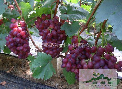 The method of planting the grape no. 1