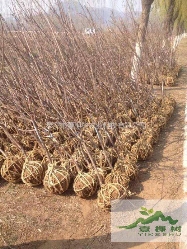 The method of planting the grape no. 1