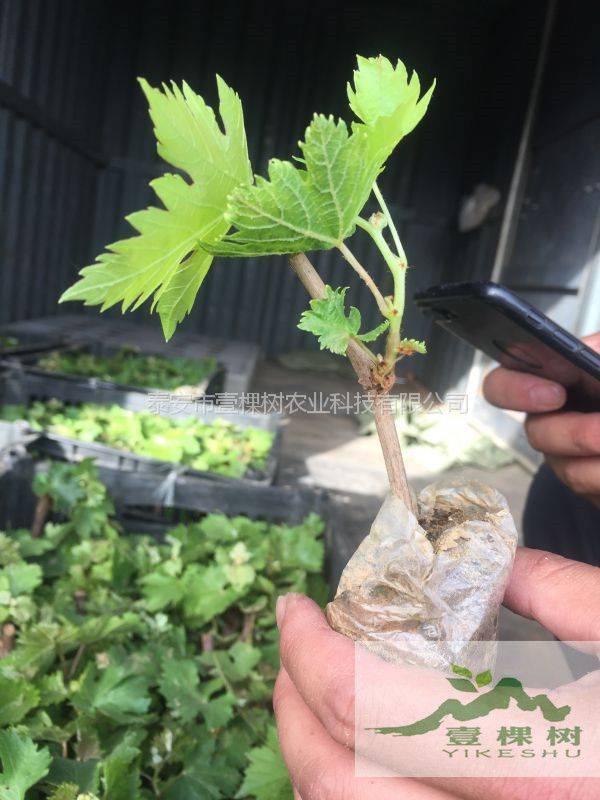 The method of planting the grape no. 1