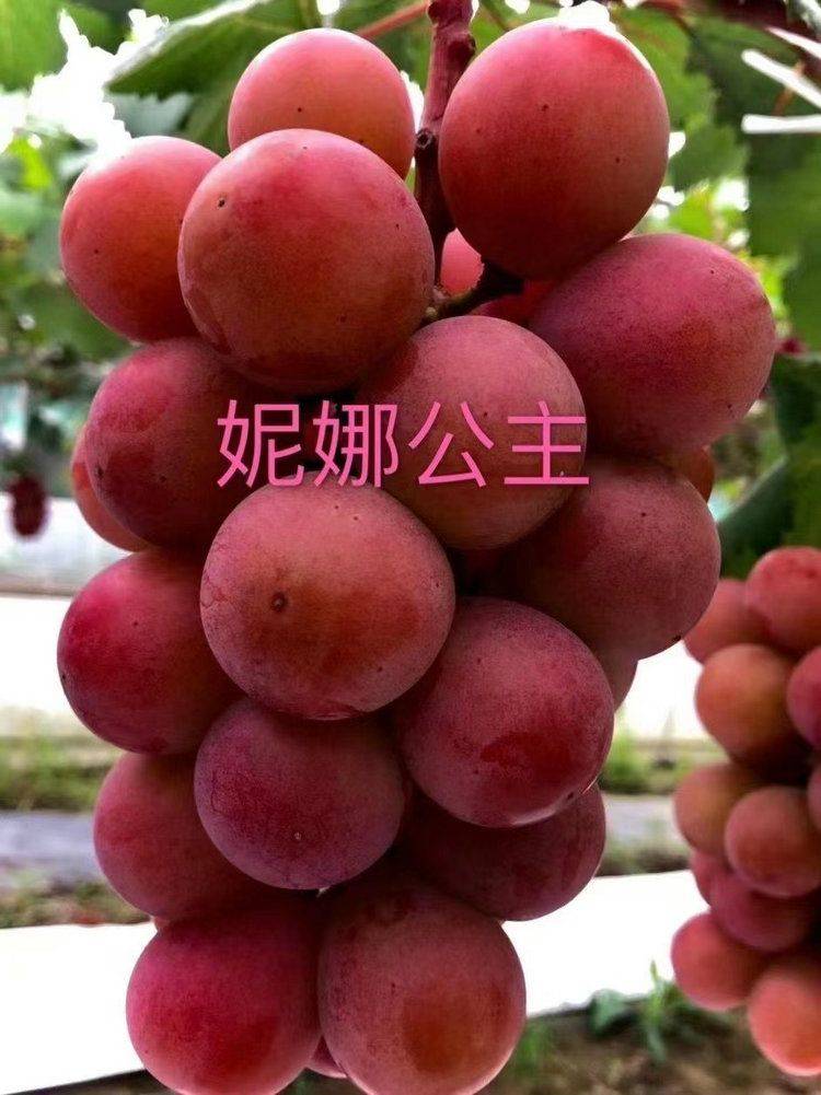 The method of planting the grape no. 1