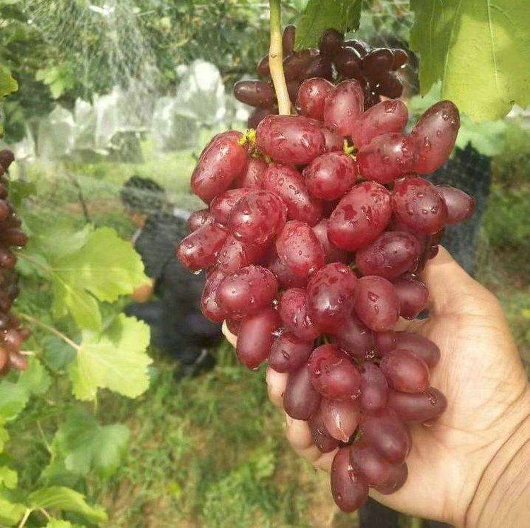 The method of planting the grape no. 1