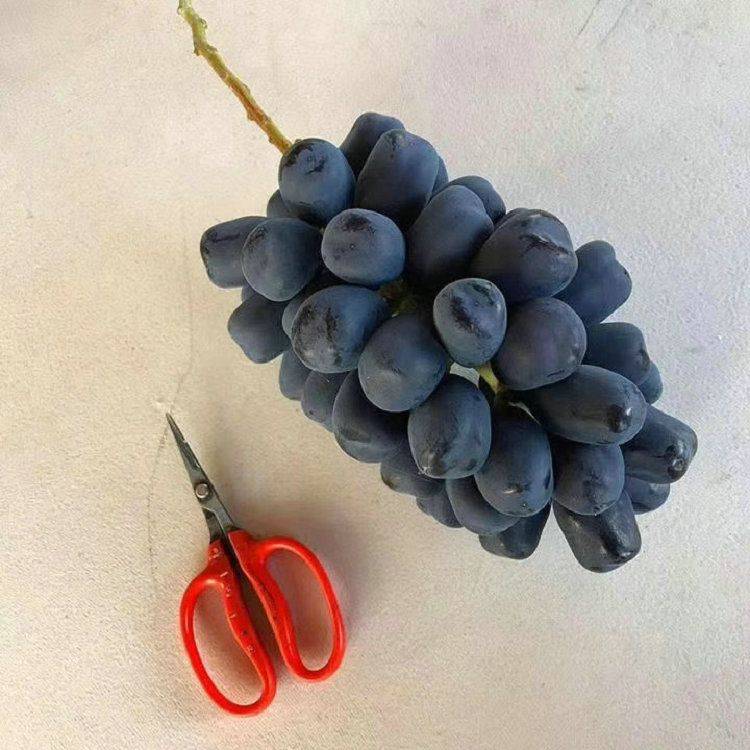 The method of planting the grape no. 1