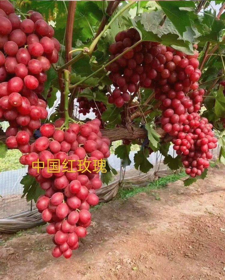 The method of planting the grape no. 1