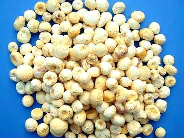 半夏种植技术实施方案