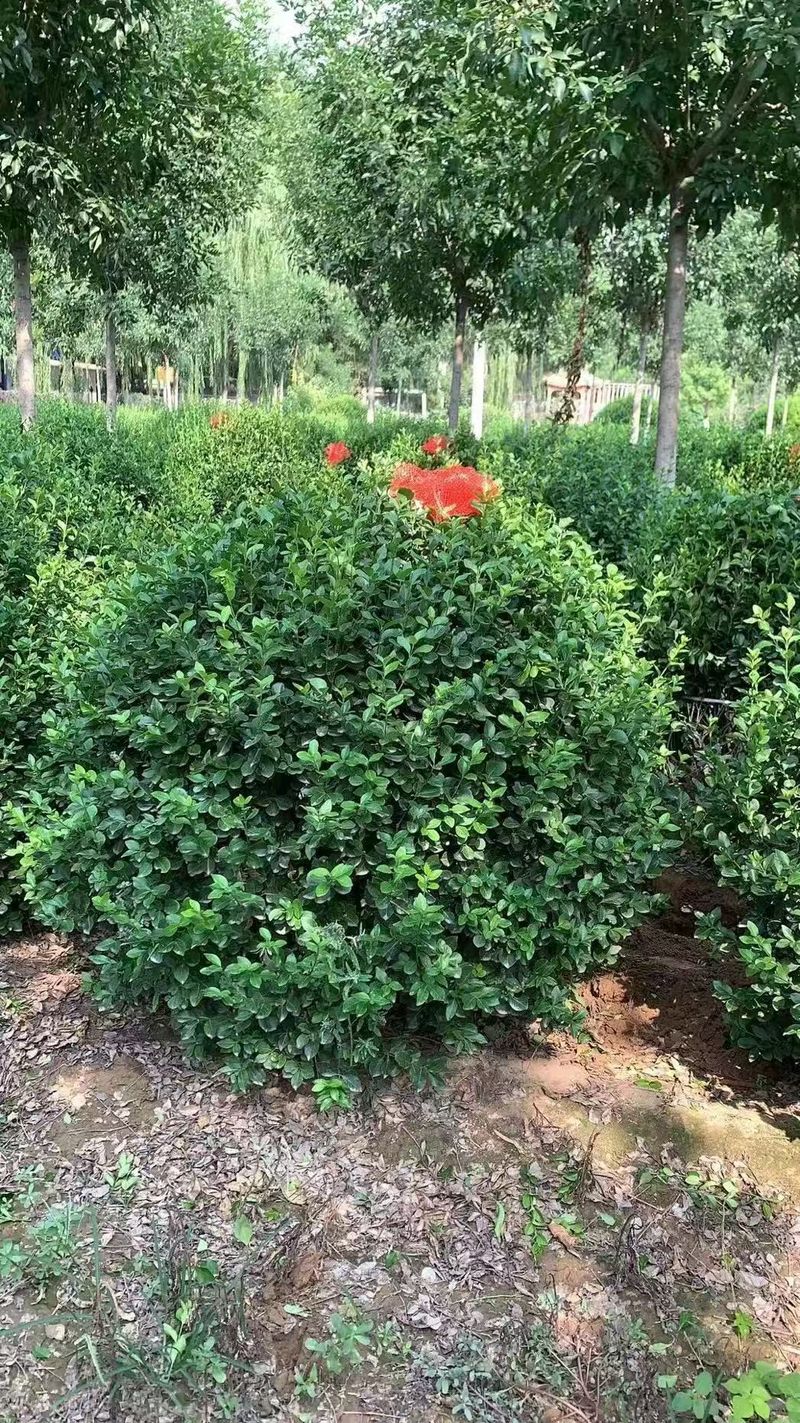 榆叶梅苗木种植技术