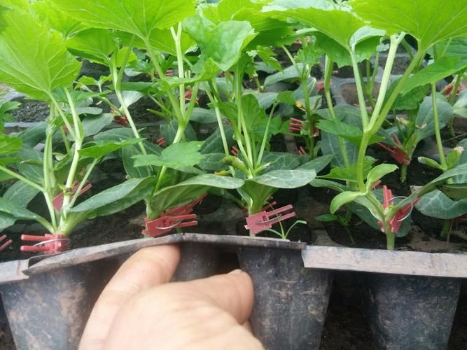 苦瓜种植技术与管理