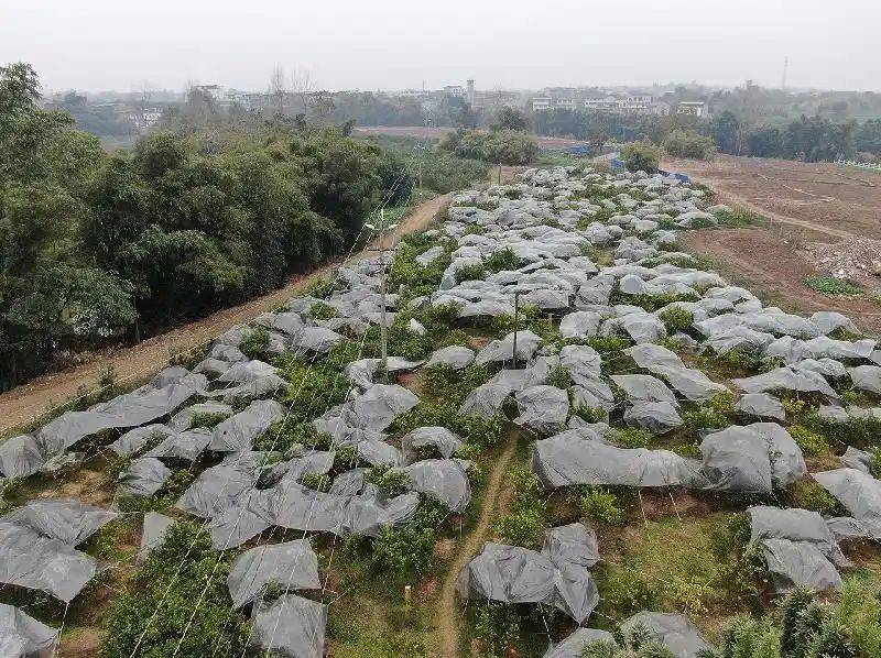 春见柑橘种植技术