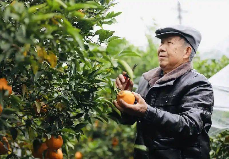 春见柑橘种植技术