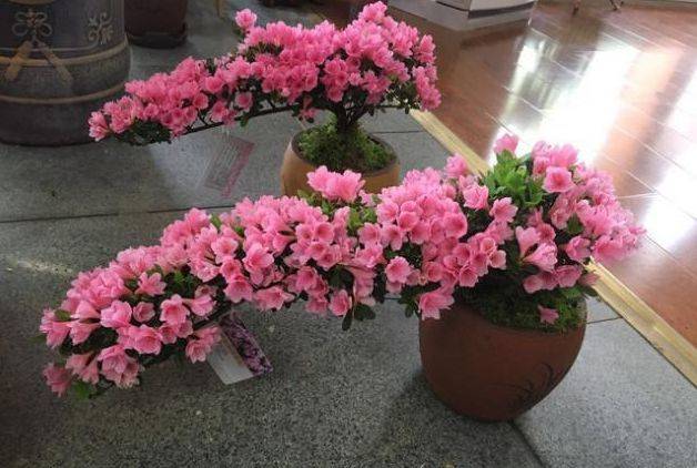 The method of planting the duches