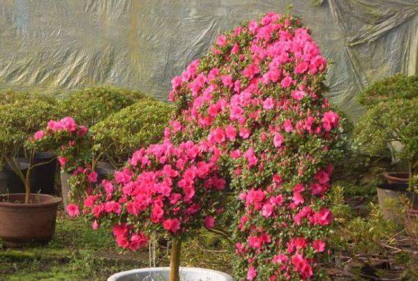 The method of planting the duches