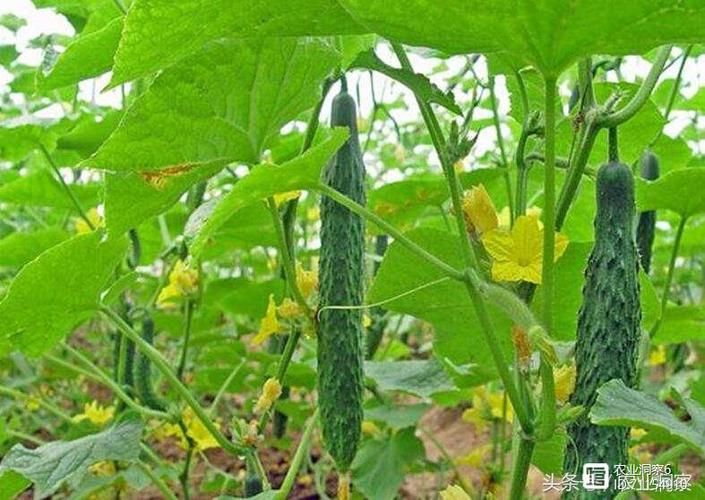 地黄瓜种植技术