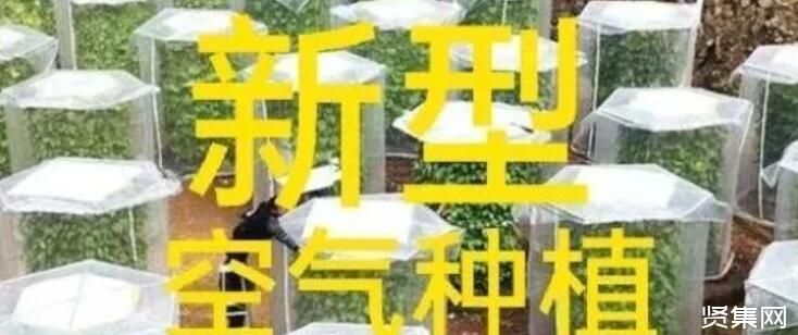 鹰嘴蜜桃多少钱一斤
