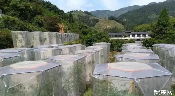 鹰嘴蜜桃多少钱一斤