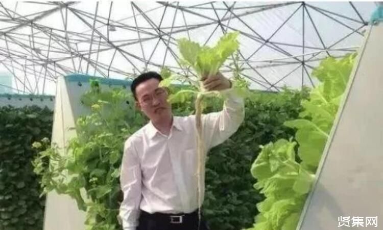 鹰嘴蜜桃多少钱一斤