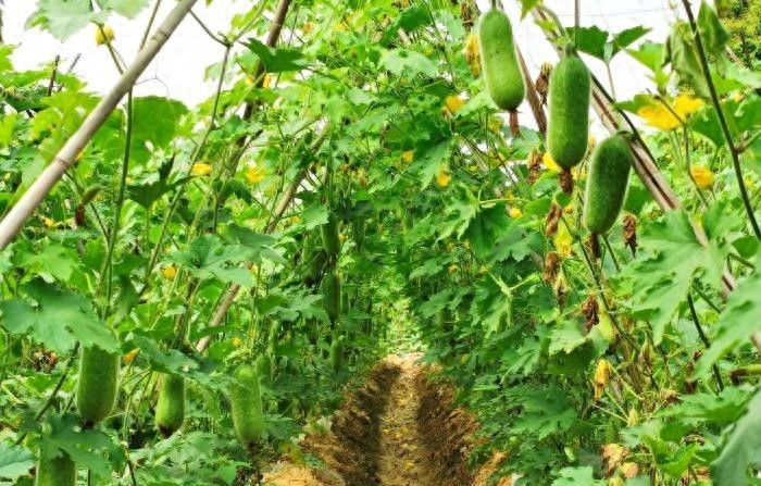 节瓜的种植方法