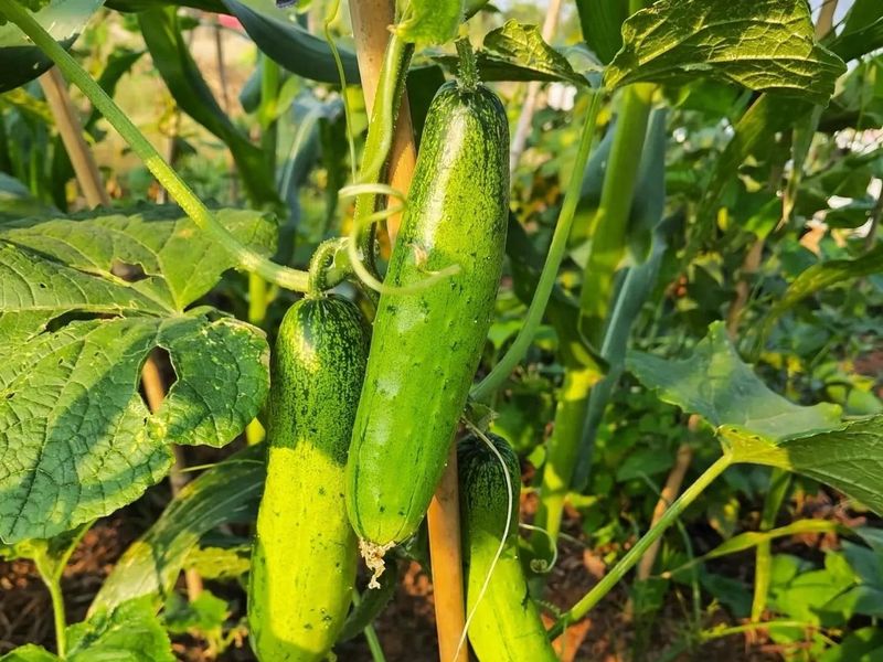 节瓜的种植方法